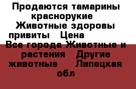 Продаются тамарины краснорукие . Животные здоровы привиты › Цена ­ 85 000 - Все города Животные и растения » Другие животные   . Липецкая обл.